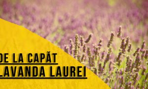 🎥 De la Capăt: Lavanda Laurei, succes din cosmetice cu lavandă în România