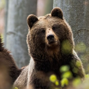 Bear Right: apel inedit pentru un nou sanctuar al urșilor în România