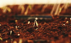 Un nou business agricol vine pe AeRO: Top Seeds, plasament privat de acțiuni