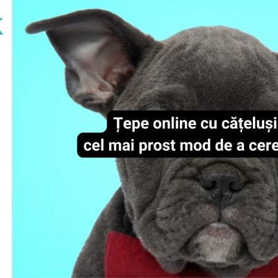 Sezon nou din #CyberFlash: Țepe cu cățeluși și cel mai prost mod de a cere job