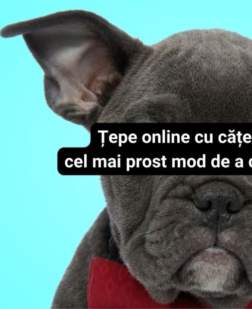 Sezon nou din #CyberFlash: Țepe cu cățeluși și cel mai prost mod de a cere job