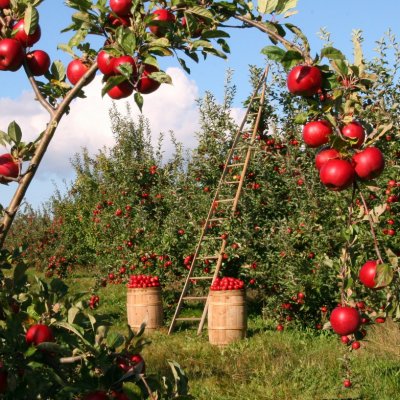 POC 4.1.2. - Fonduri de 5.000 - 120.000 de euro pentru fermieri