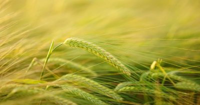 Agricultura circulară la Holde: oferă cereale și primește gunoi de grajd