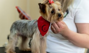 8 din 10 bucureșteni cu un animal de companie îl duc la un salon de coafor canin