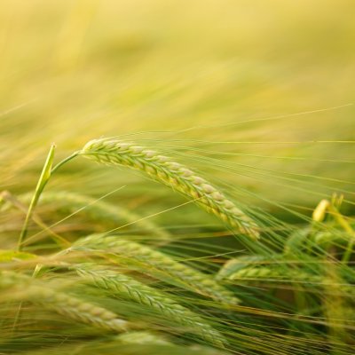 Ullmanna, Verdefood & Proofminder, best startups at the Nextcelerator program