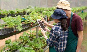 Beneficiile utilizării platformelor digitale în agricultură pentru fermierii la început de drum
