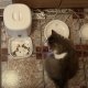 REVIEW Tellur Water Dispenser și Pet Feeder: indispensabile pentru cei cu animale de companie