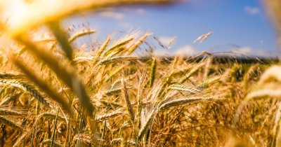 Agroland Agribusiness, venituri de 46,3 mil lei din trading de cereale