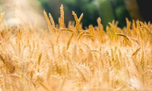 Agroland Agribusiness, afaceri mai mici în 2023 chiar dacă tradingul cu cereale a crescut