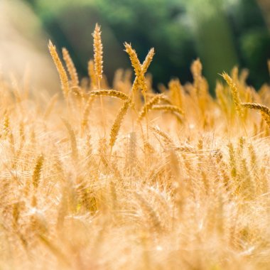 Agroland Agribusiness, afaceri mai mici în 2023 chiar dacă tradingul cu cereale a crescut