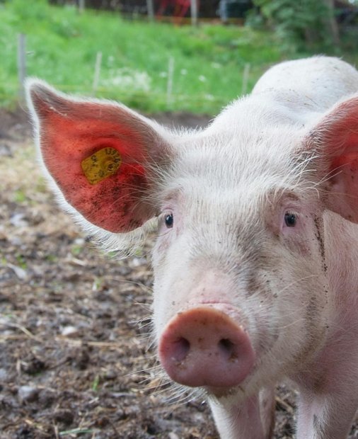 Un algoritm de inteligență artificială vrea să-ți traducă ce spun porcii