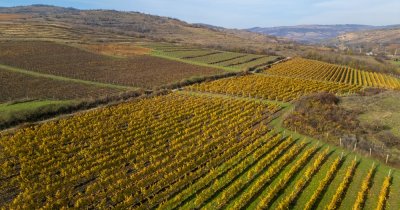 Grupul Purcari achiziționează crama SERVE Ceptura, prima cramă privată deschisă după 1989