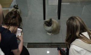 Am vizitat o fabrică de aspiratoare în China unde pisicile sunt angajați permanenți