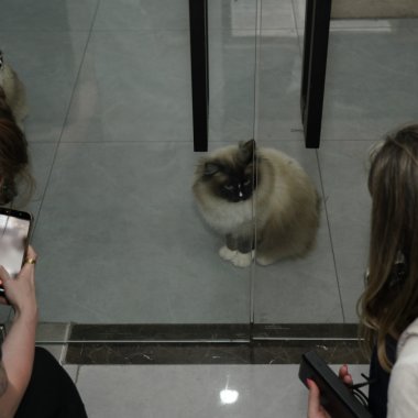 Am vizitat o fabrică de aspiratoare în China unde pisicile sunt angajați permanenți