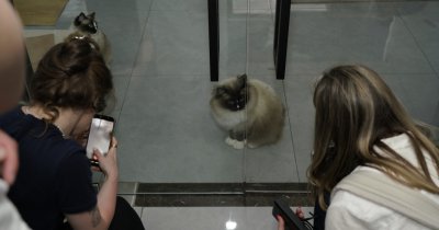 Am vizitat o fabrică de aspiratoare în China unde pisicile sunt angajați permanenți