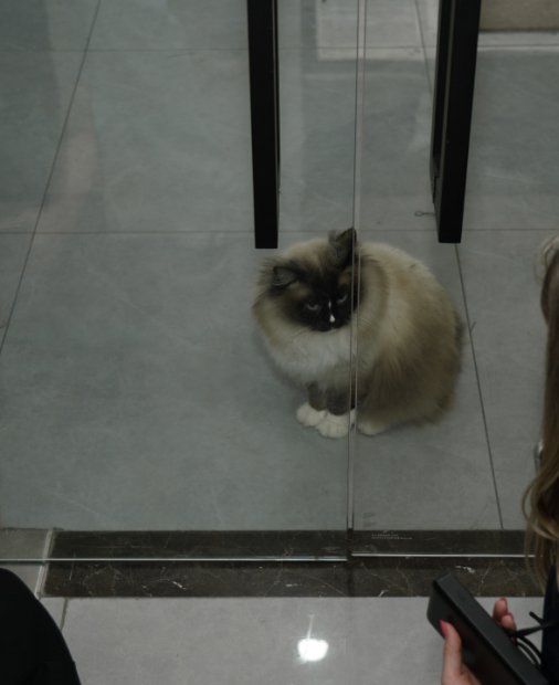 Am vizitat o fabrică de aspiratoare în China unde pisicile sunt angajați permanenți
