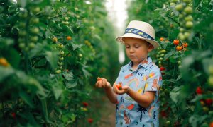 Cum funcționează un restaurant farm to table: de ce să vizitați Trattoria Domeniile Săftica?